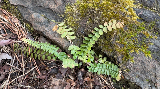 The Meaning of Ferns: Mythology, Symbolism, and the Quiet Magic of the Forest